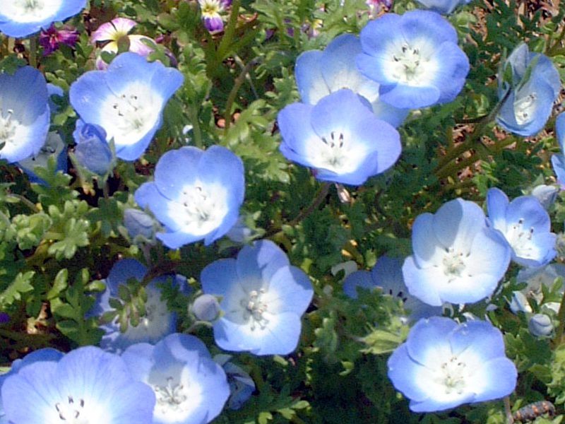 �l���t�B�� �C���V�O�j�X�u���[