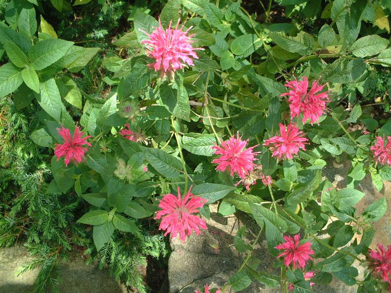 bergamot