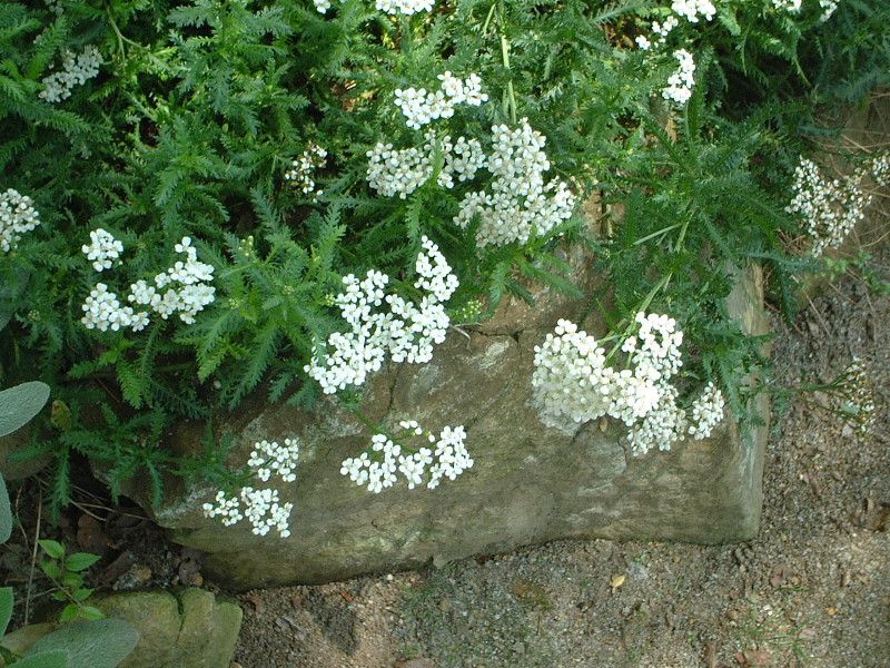 �A�L���A(Achillea) 