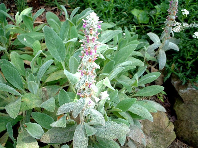 �����Y�C���[(Lamb's ears)