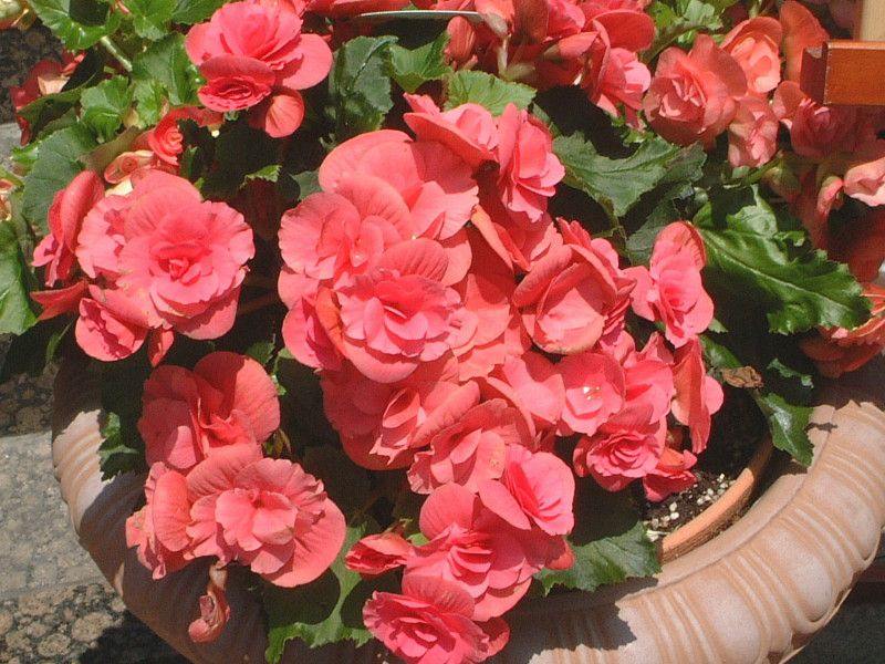 �G���`�I�[���E�x�S�j�A(Elatior begonia)