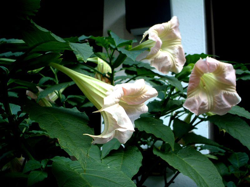 �G���W�F���X� �g�����y�b�g�E�c���[(Angel's trumpet tree)