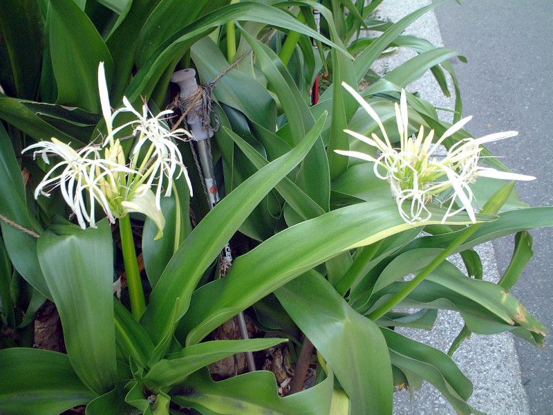 �N���i��(Crinum)