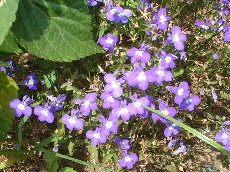 ���x���A(Lobelia)