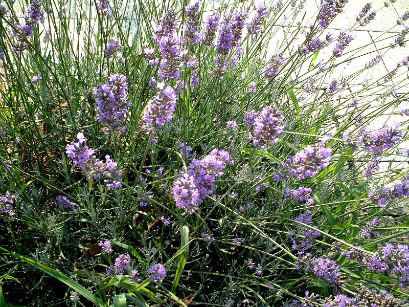 �C���O���b�V���E���x���_�[(English lavender)
