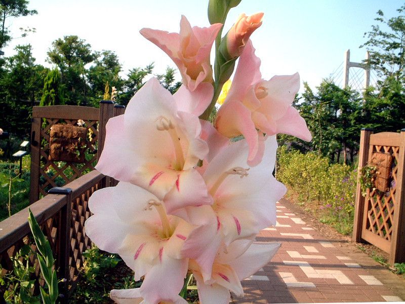 �O���W�I���X(Gladiolus)
