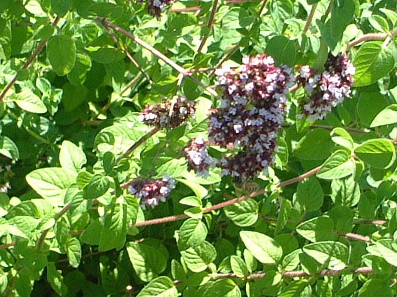 �I���K�m(Oregano)