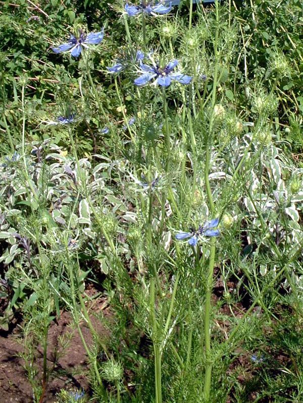 �j�Q��(nigella)