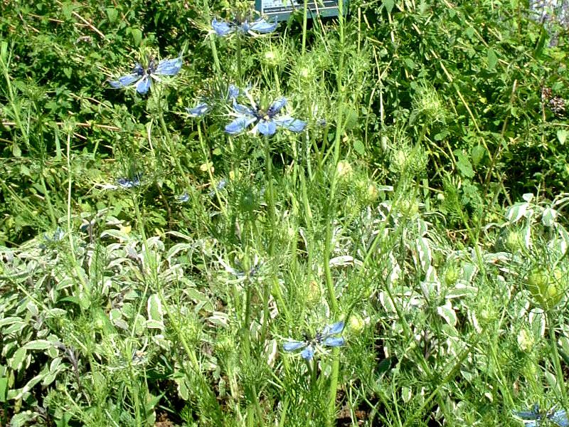 �j�Q��(nigella)