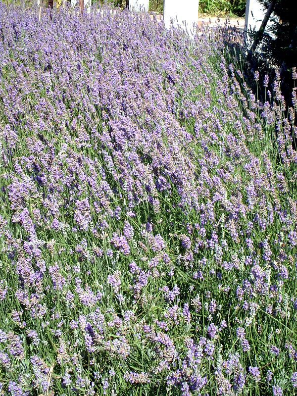�C���O���b�V���E���x���_�[(English lavender)