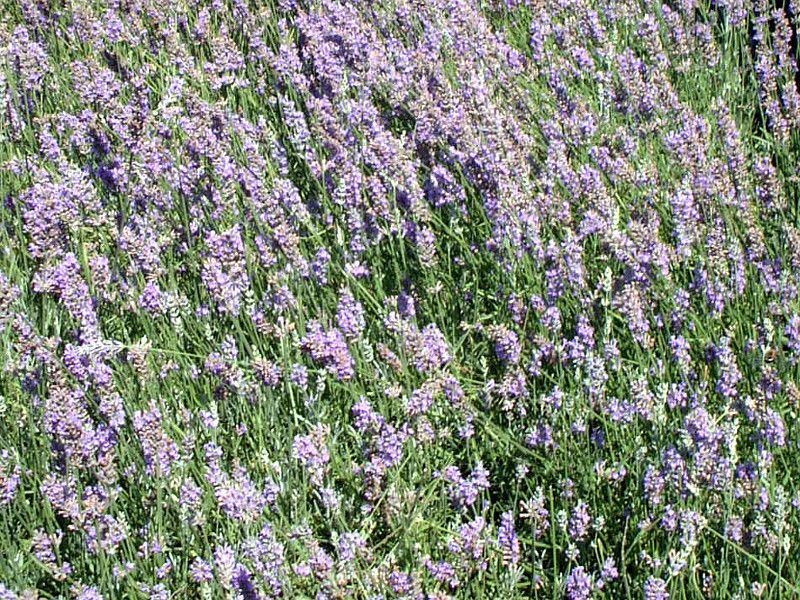 �C���O���b�V���E���x���_�[(English lavender)