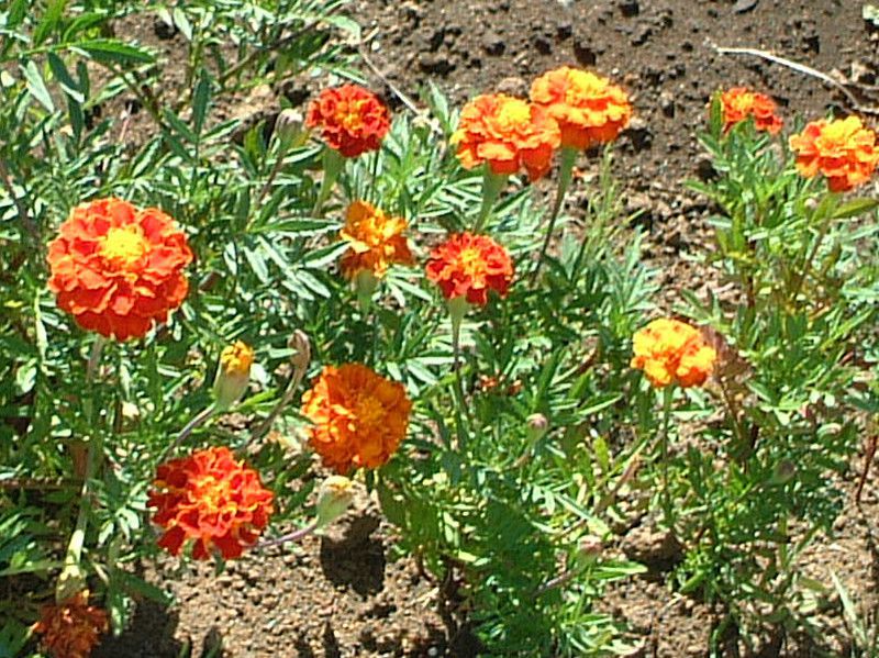 �w���N���T��-�e�C�I�E�J�C�U�C�N(Helichrysum)