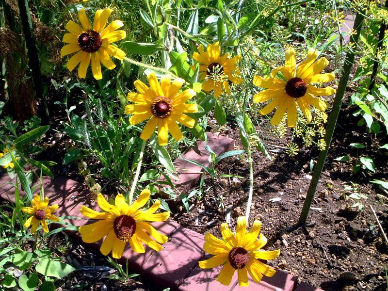 ���h�x�L�A��q���^(Rudbeckia hirta)