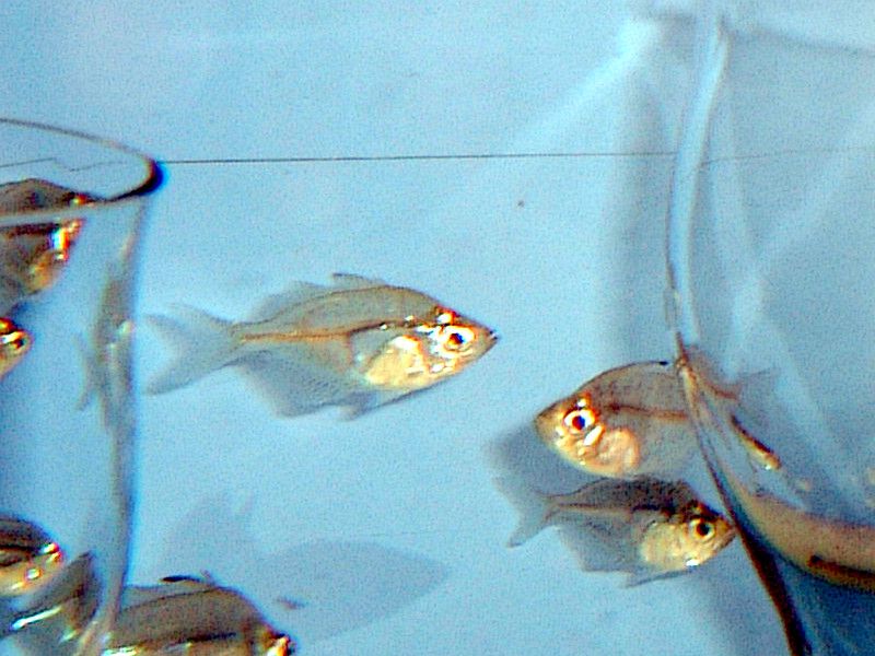 Large Grass fish