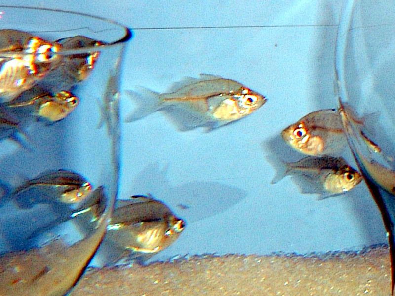 Large Grass fish