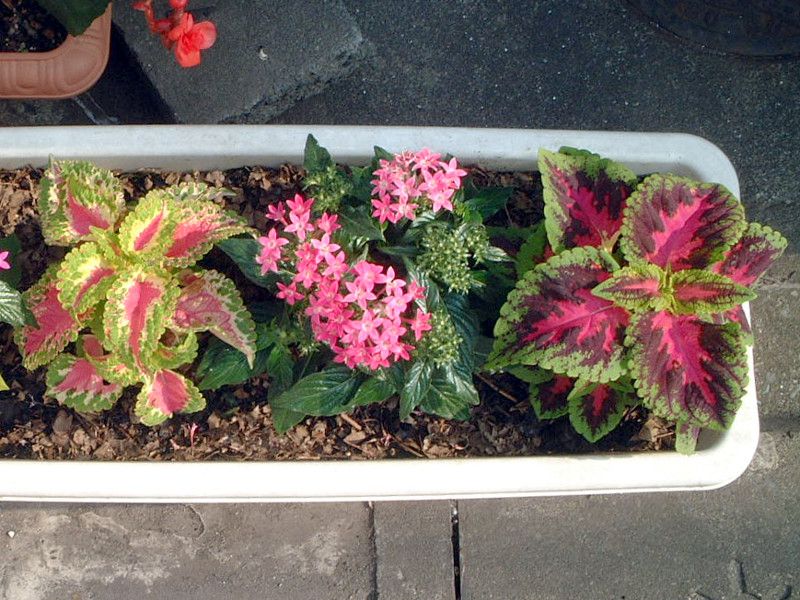�R���E�X(Coleus)