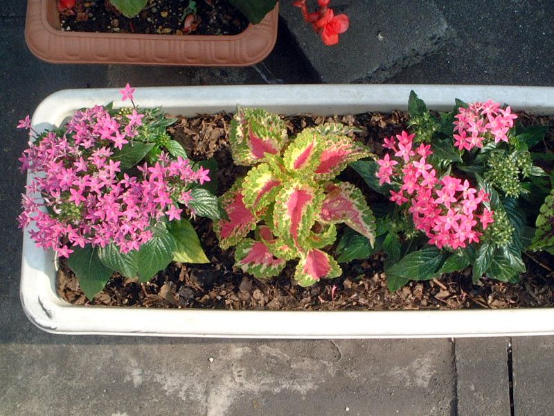 �y���^�X (Pentas)