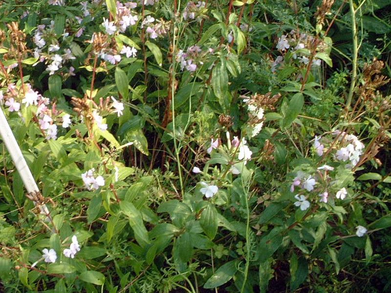 �T�|���\�E(Saponaria)