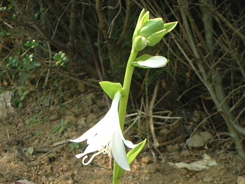 ���[�`�����X�iEucharis�j
