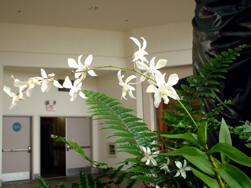 �f���h���r�E��(Dendrobium)