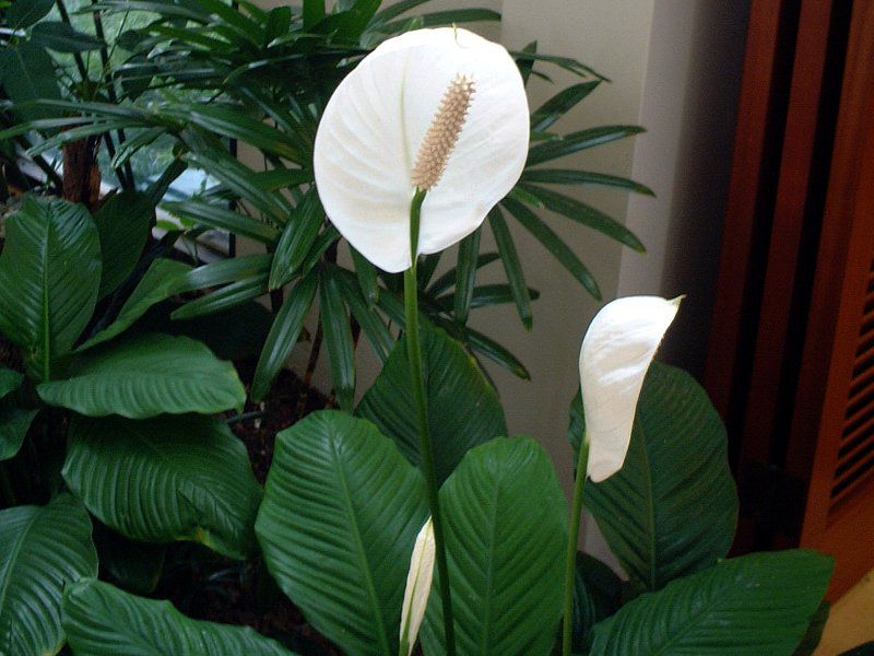 �X�p�e�B�t�B����(Spathiphyllum)