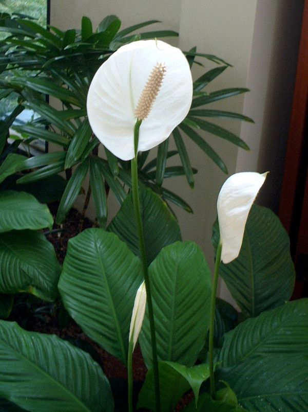 �X�p�e�B�t�B����(Spathiphyllum)