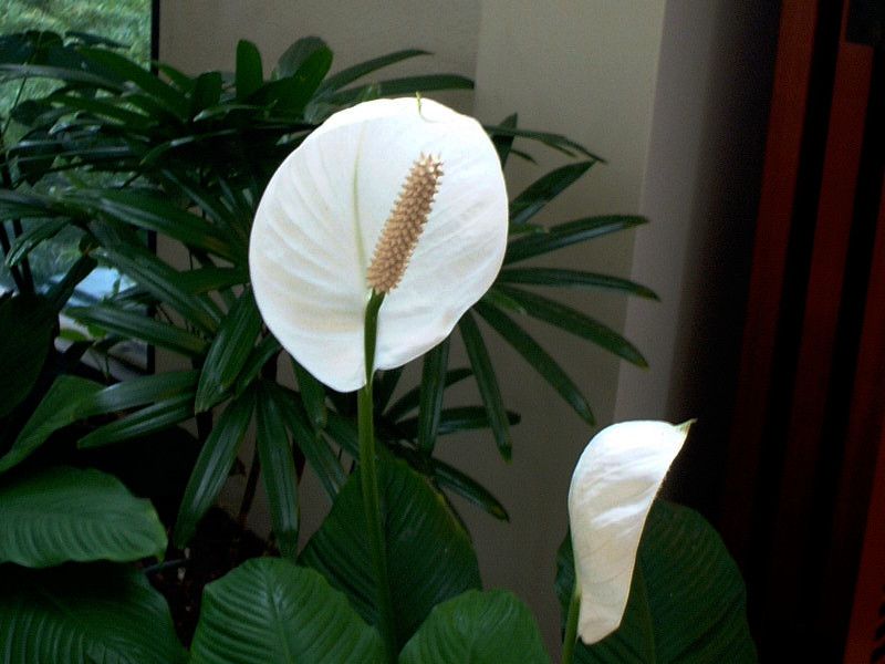 �X�p�e�B�t�B�����iSpathiphyllum�j