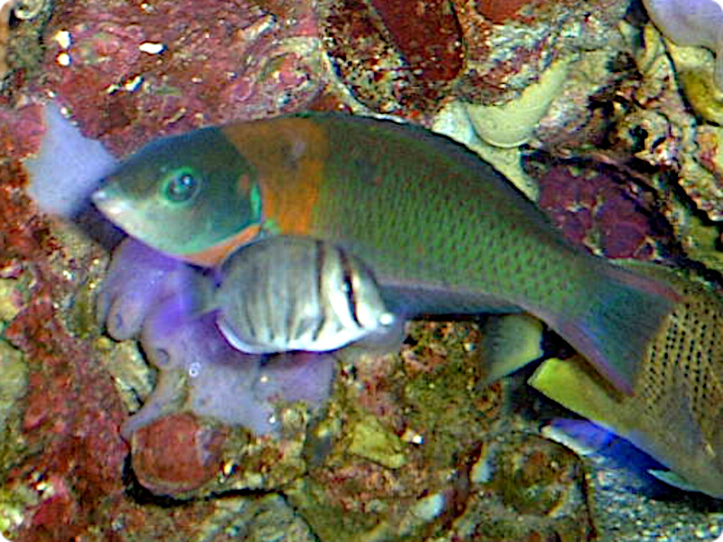 �T�h���E���X�iSaddle Wrasse�j