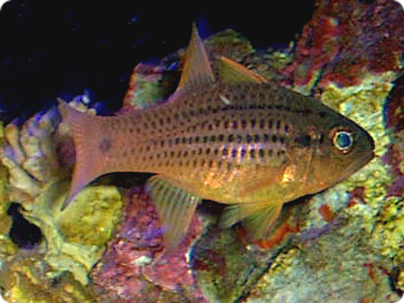 �X�|�b�e�B�h�E�J�[�f�B�i���t�B�b�V��(Spotted cardinalfish)