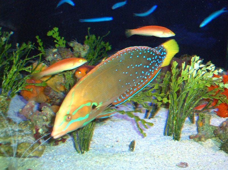 �c���x��(�I�՗�)