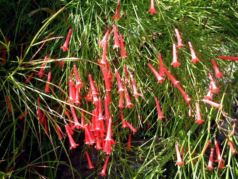 �R�[�����v�����g(Coral plant)