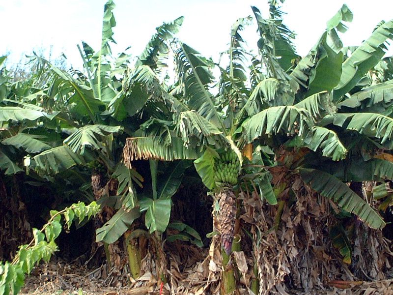 �o�i�i(banana)