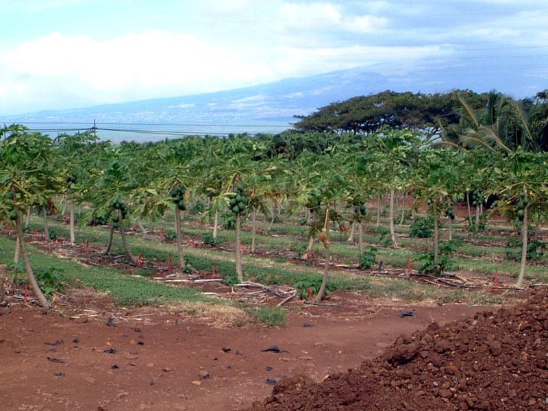 �p�p�C�A(papaya)