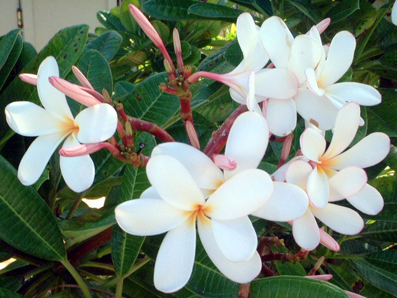 �v�������A(Plumeria)