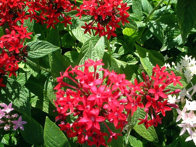 �y���^�X(Pentas)