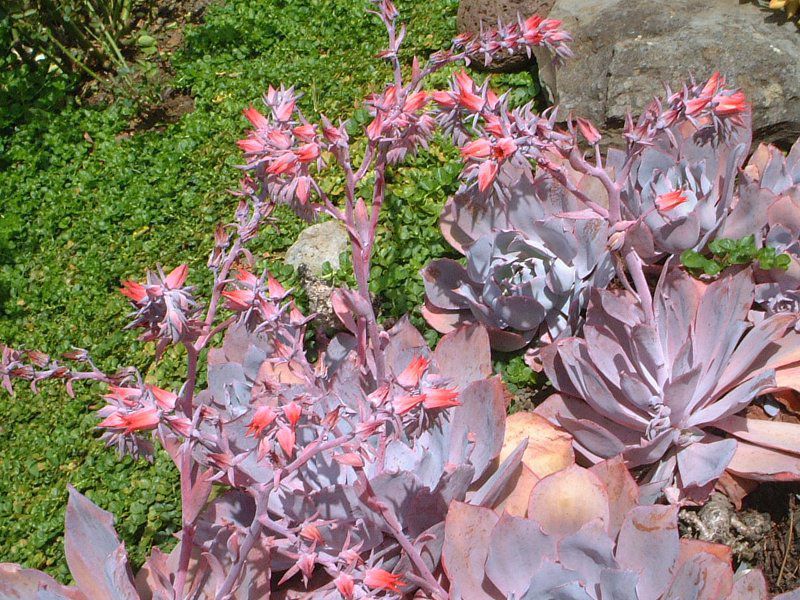 �G�P�x���A�E�J���e(Echeveria cante)