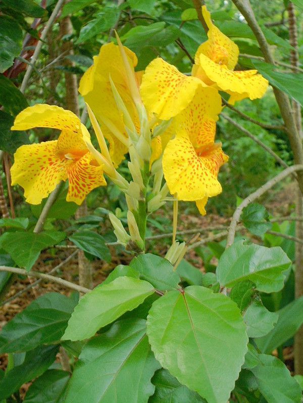 �J���i(Canna)