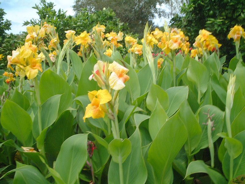 �J���i(Canna)