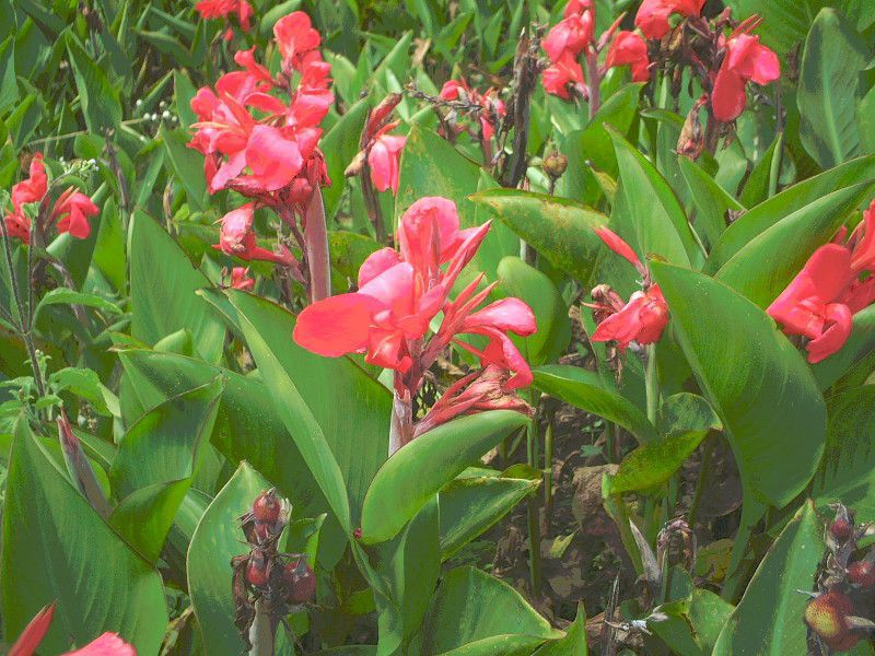 >�J���i(Canna)