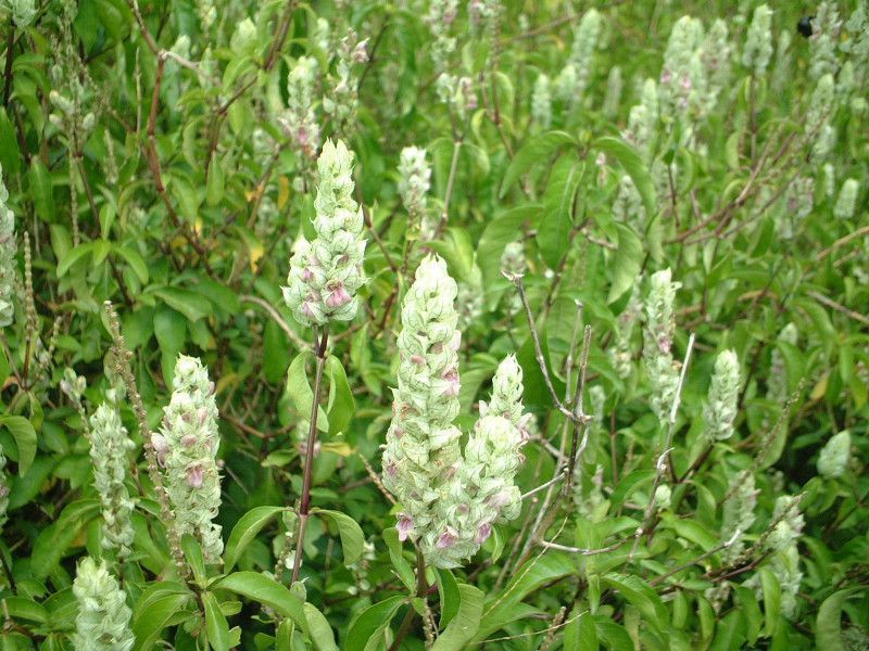 �����Y�C��(lambs-ears)