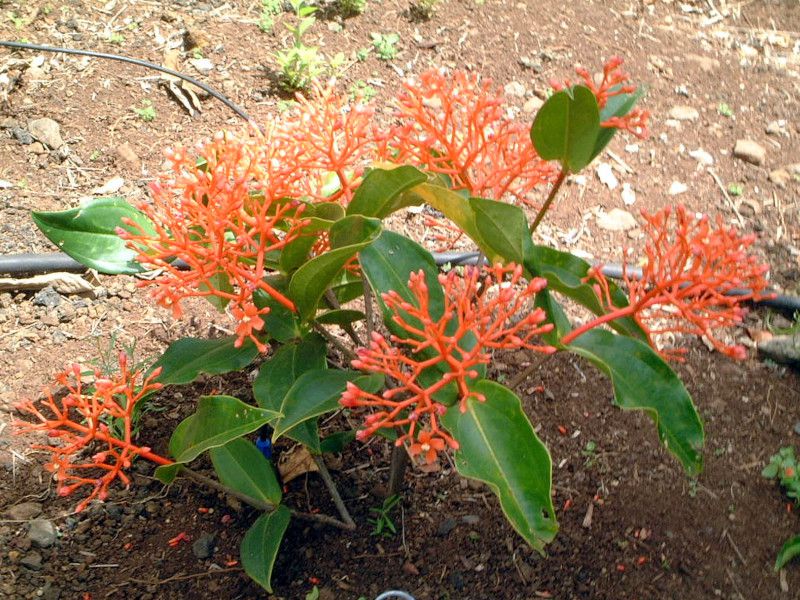 ���f�B�j��(Medinilla scortechinii)