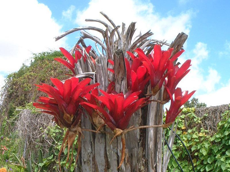 neoregelia