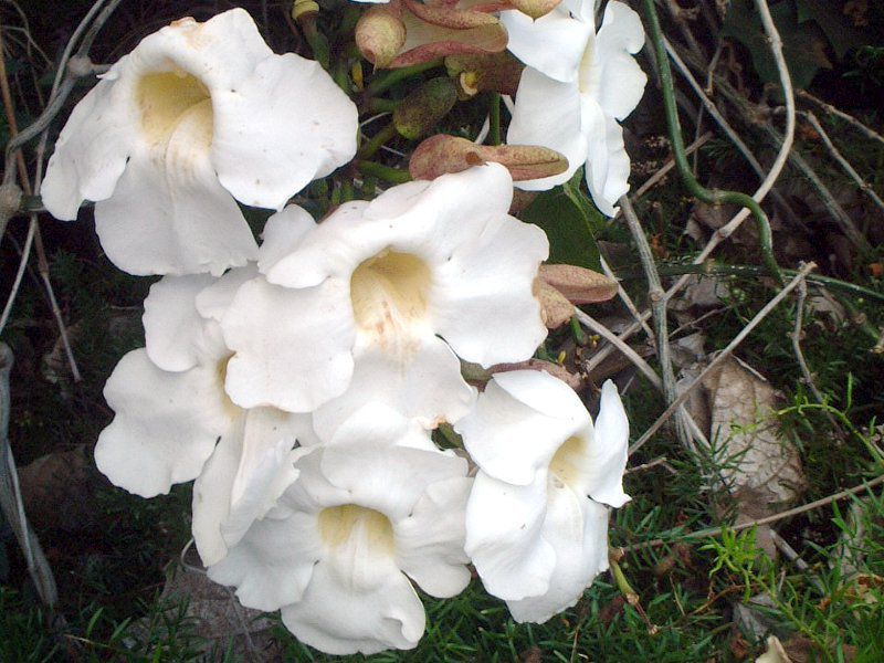 �}���f�r���E�A���G�i(Mandevilla amoena) 