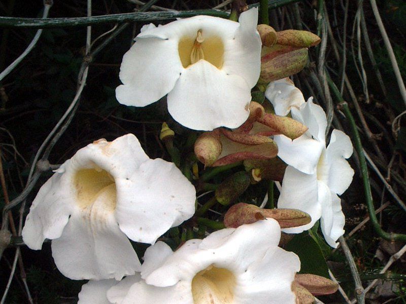�}���f�r���E�A���G�i(Mandevilla amoena) 
