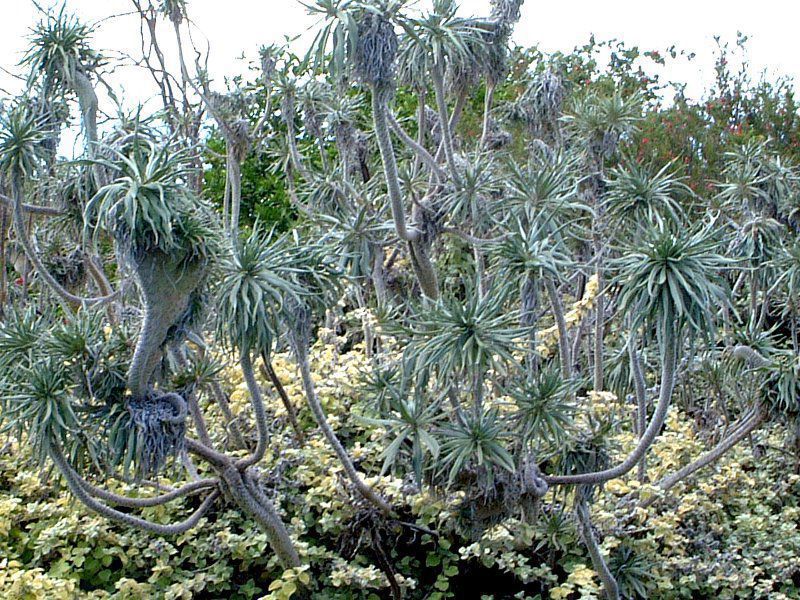 �Z�l�L�I�E�N���C�j�A(Senecio kleinia)