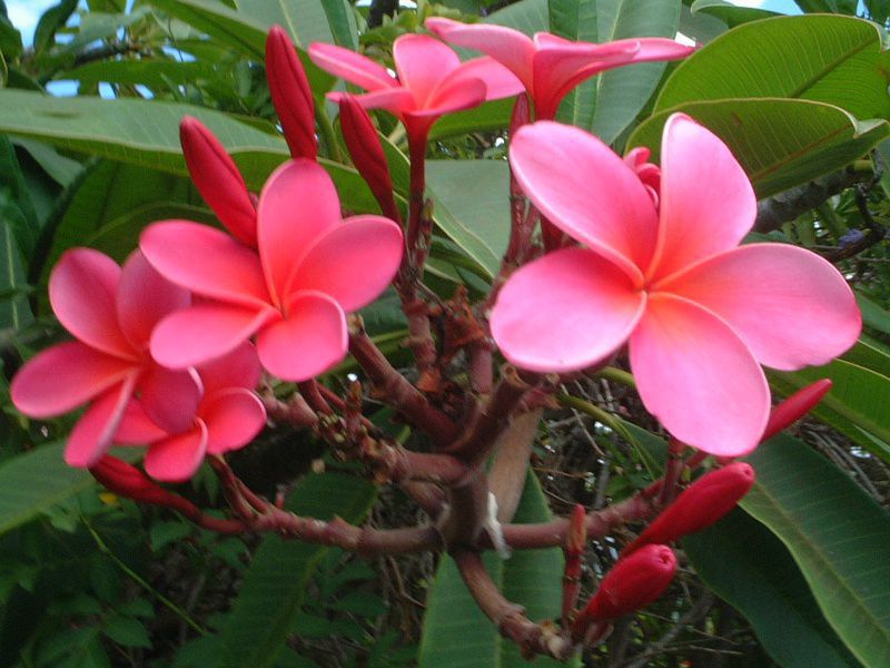 �v�������A(Plumeria)