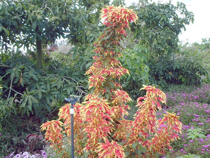 plectranthus