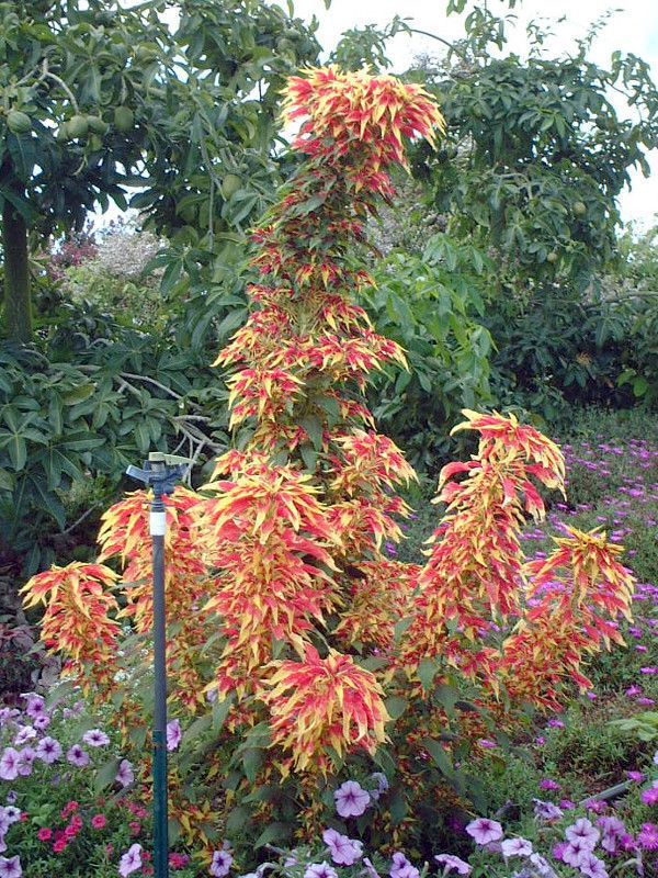 �v���N�g�����T�X�iPlectranthus�j