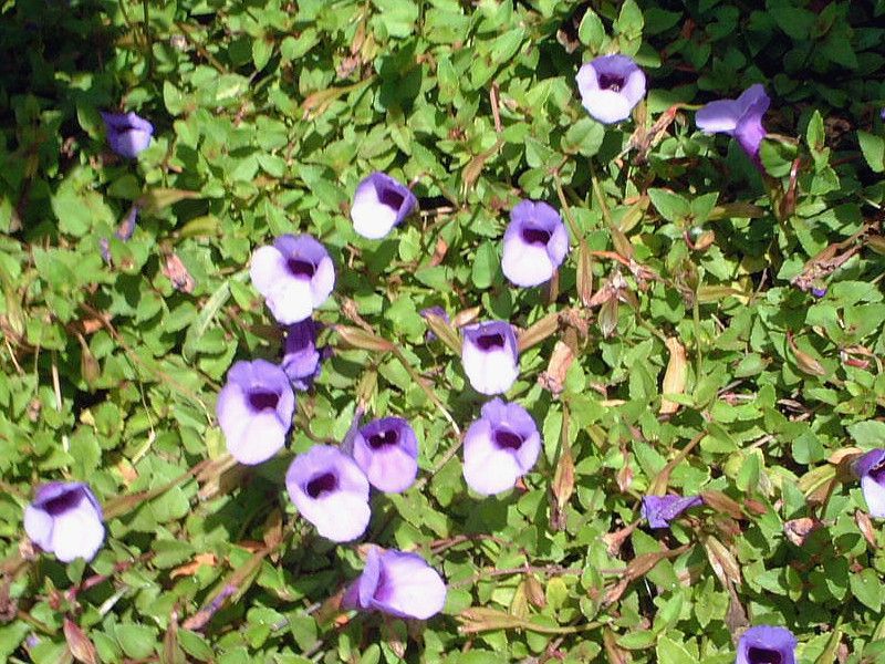 �g���j�A (Torenia)