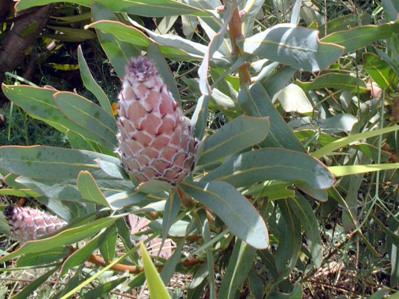 �N�C�[���v���e�A(Queen Protea)